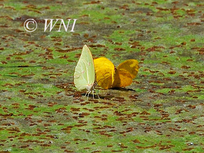 Orange-tipped Angled-Sulphur (Anteos menippe)
